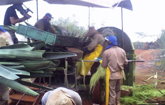 Sisal I – Máquina de desfibrar sisal com maior produtividade e sem causar acidente vem dando certo há 18 anos em Santaluz