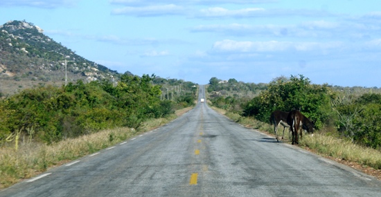animais na pista - foto- raimundo mascarenhas