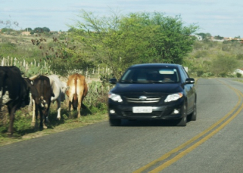 Seca aumenta riscos de acidente envolvendo animais nas rodovias