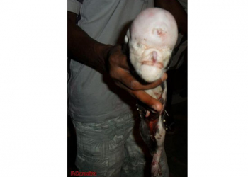 Porco nasce com cara semelhante a de uma pessoa em Santaluz