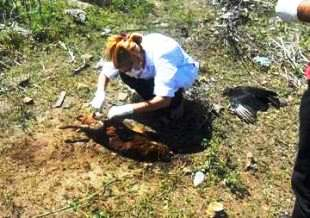 Técnicos da SESAB estiveram em Ichu e colheram amostras dos animais mortos misteriosamente