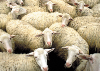 Roubo de animais preocupa agricultores e deixa a polícia de Barrocas em alerta