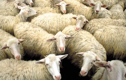 Roubo de animais preocupa agricultores e deixa a polícia de Barrocas em alerta