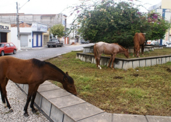 Sem punição para os proprietários, animais “deitam e rolam” nos jardins de Coité
