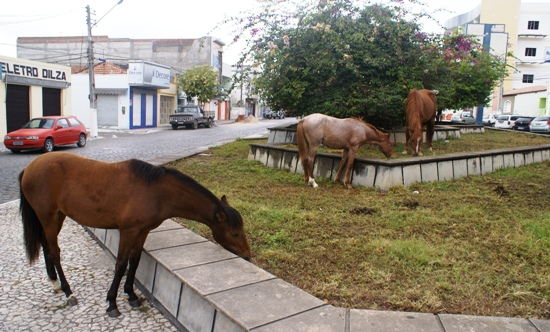 Sem punição para os proprietários, animais “deitam e rolam” nos jardins de Coité