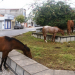 Sem punição para os proprietários, animais “deitam e rolam” nos jardins de Coité