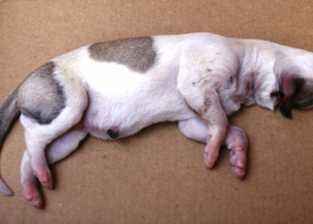Filhote de cachorro nasce com deformidade rara