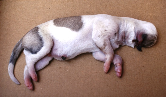 Filhote de cachorro nasce com deformidade rara
