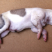 Filhote de cachorro nasce com deformidade rara