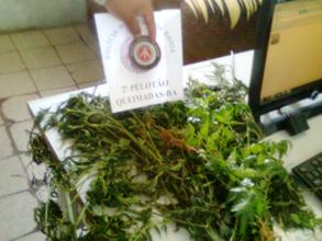 Polícia Militar encontra plantação de maconha na zona rural de Queimadas