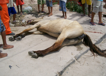 Coité : égua desgovernada bate contra micro ônibus da São Mateus morre e deixa adolescente ferido
