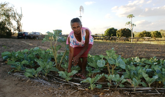ponto da pinha - agricultora