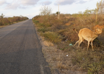 Vaca morta as margens da BA 120 causa susto e curiosidades