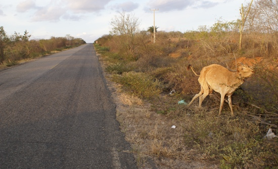 Vaca morta as margens da BA 120 causa susto e curiosidades