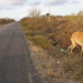 Vaca morta as margens da BA 120 causa susto e curiosidades