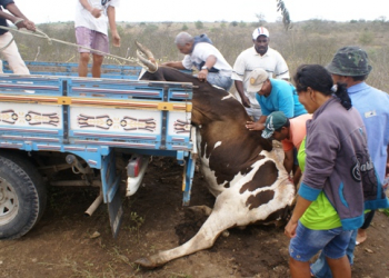 Coité – Vaca é atingida por carro em capotamento e populares tentam socorrê-la