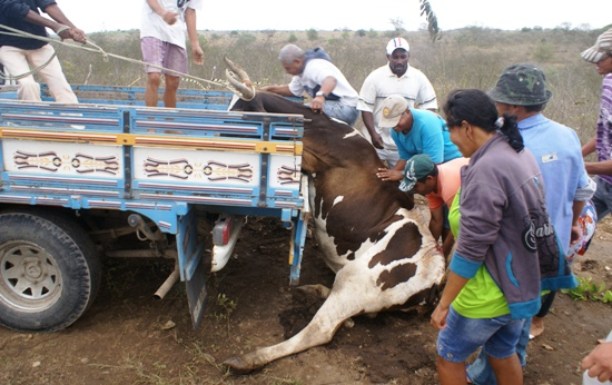 Coité – Vaca é atingida por carro em capotamento e populares tentam socorrê-la