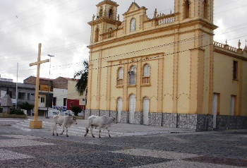 É natal, vaquinhas procuram presépio na igreja de Coité
