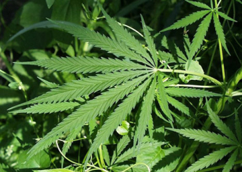 Polícia incinera 16 toneladas de maconha apreendida em Canarana e Cafarnaum