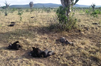 Animais e aves estão morrendo misteriosamente na zona rural de Barrocas