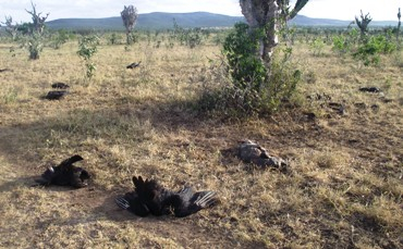 Animais e aves estão morrendo misteriosamente na zona rural de Barrocas