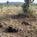 Animais e aves estão morrendo misteriosamente na zona rural de Barrocas