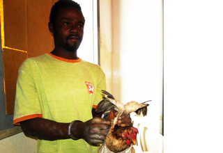 Homem é preso por fazer sexo com uma galinha