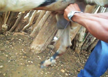 Produtor rural tira leite de bode na cidade de Canudos