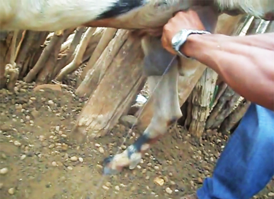 Produtor rural tira leite de bode na cidade de Canudos