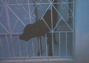 Cachorro alerta dona de casa sobre princípio de incêndio