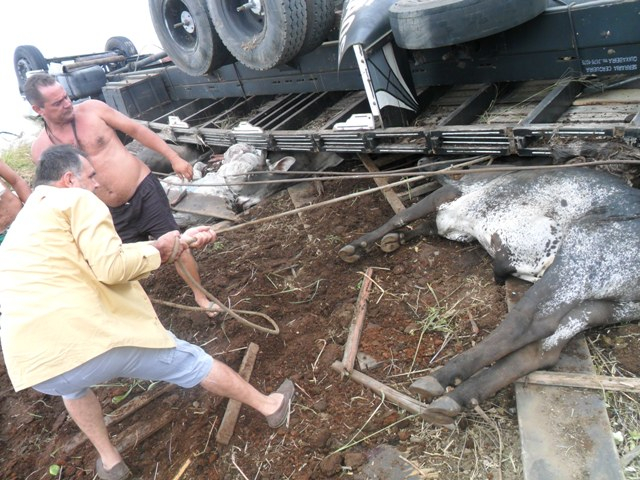 Carreta carregada com 27 bois capota,7 morrem. Três pessoas ficam feridas
