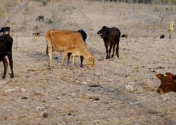 Pecuaristas de Pintadas estão alugando pastos em Alagoinhas para salvar o gado