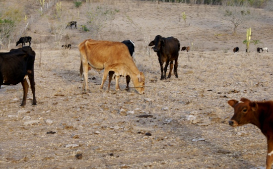 Pecuaristas de Pintadas estão alugando pastos em Alagoinhas para salvar o gado