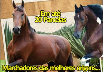 Primeiro leilão de cavalo marchador será realizado na ExpoCoité