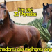 Primeiro leilão de cavalo marchador será realizado na ExpoCoité