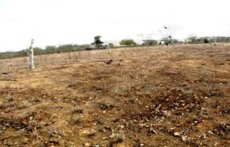 Situação da seca é cada vez mais grave em Santaluz