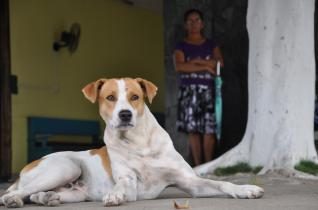 Conheça a incrível e curiosa história de ‘Beato Salu’, cachorro mais famoso do sertão da Bahia, que morreu esta semana