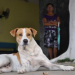Conheça a incrível e curiosa história de ‘Beato Salu’, cachorro mais famoso do sertão da Bahia, que morreu esta semana