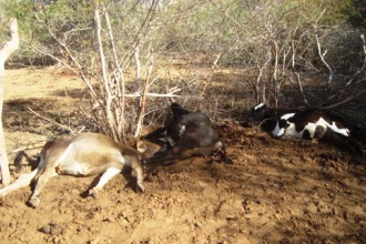 Fio de alta tensão se rompe e mata três bezerros em fazenda