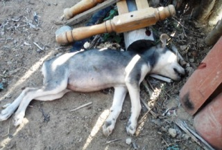 Aposentada é acusada de matar cachorro com requintes de crueldade