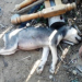 Aposentada é acusada de matar cachorro com requintes de crueldade