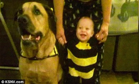 EUA – Criança é morta por cão de estimação no dia do seu 1º aniversário