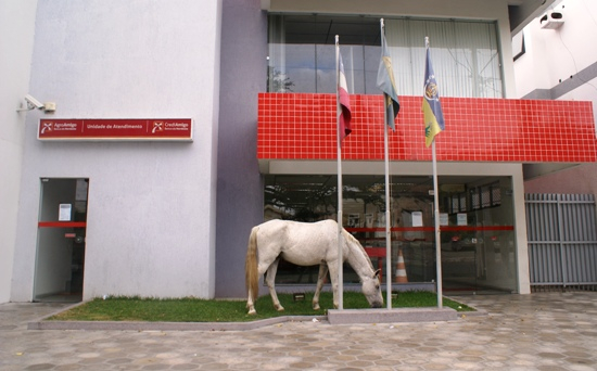 Flagrante: cavalo aproveita o pouco verde que resta para saciar a fome no centro de Coité
