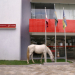 Flagrante: cavalo aproveita o pouco verde que resta para saciar a fome no centro de Coité