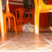 Serrinha: Jovem é assassinado a tiros dentro do próprio restaurante às margens da BR 116