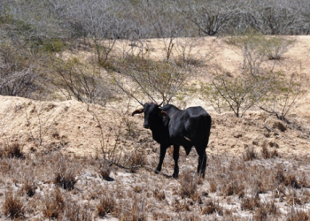 Agricultor abastece recipiente para saciar sede de pássaros