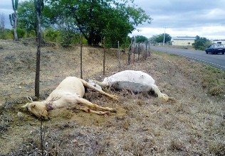 Animais são mortos a tiros, horas depois do acidente que matou dois jovens em Valente