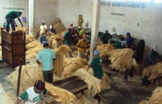 Batedeira Comunitária da APAEB aumenta sua produção