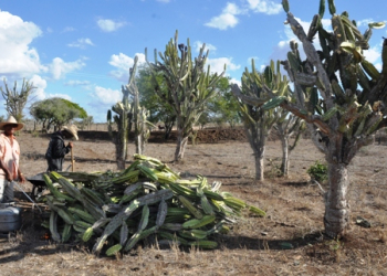 Mandacaru vem sendo a última alternativa para alimentação do gado