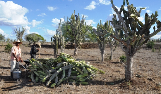 Mandacaru vem sendo a última alternativa para alimentação do gado